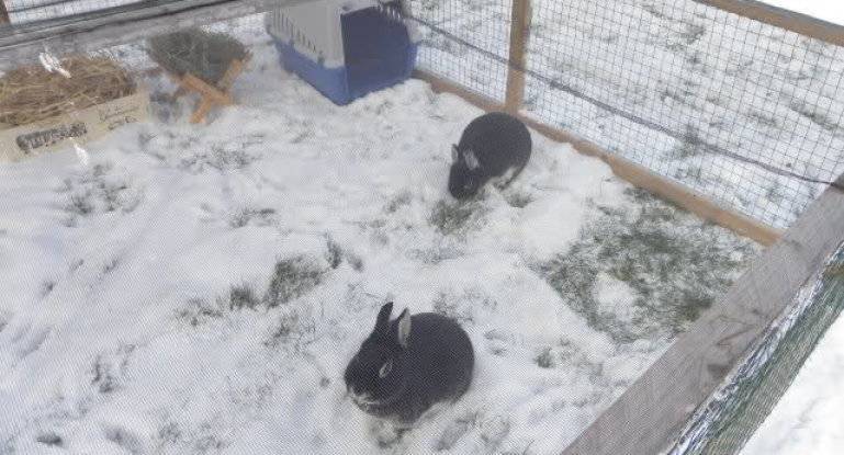 Как содержать кроликов зимой на улице