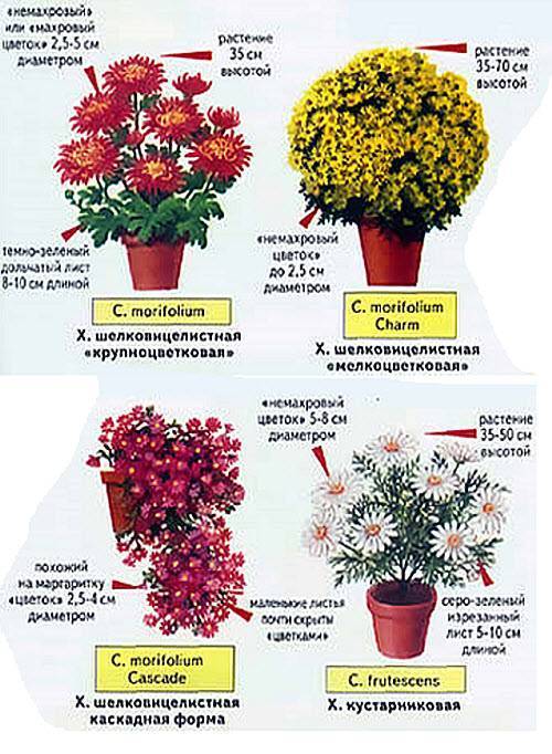 Хризантемы садовые: многолетние сорта с фото и названиями