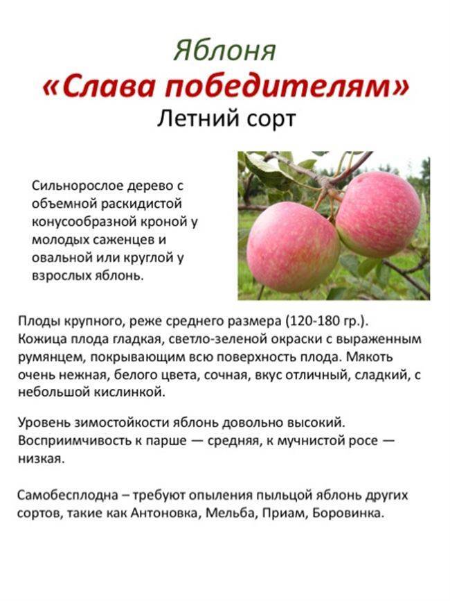 Описание сорта яблони слава победителям: фото яблок, важные характеристики, урожайность с дерева