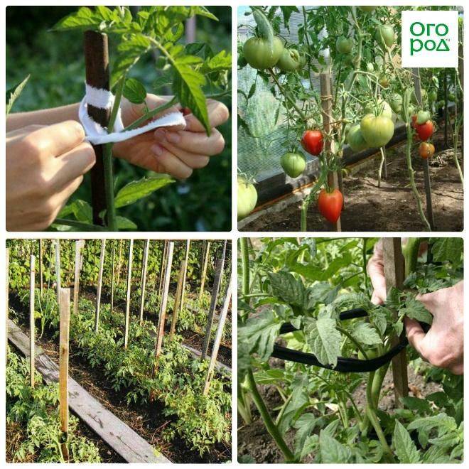 Как подвязать помидоры в открытом грунте к колышкам фото