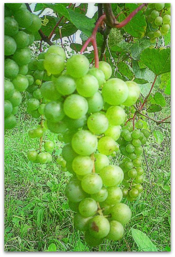 Сорт винограда башкирский ранний фото и описание