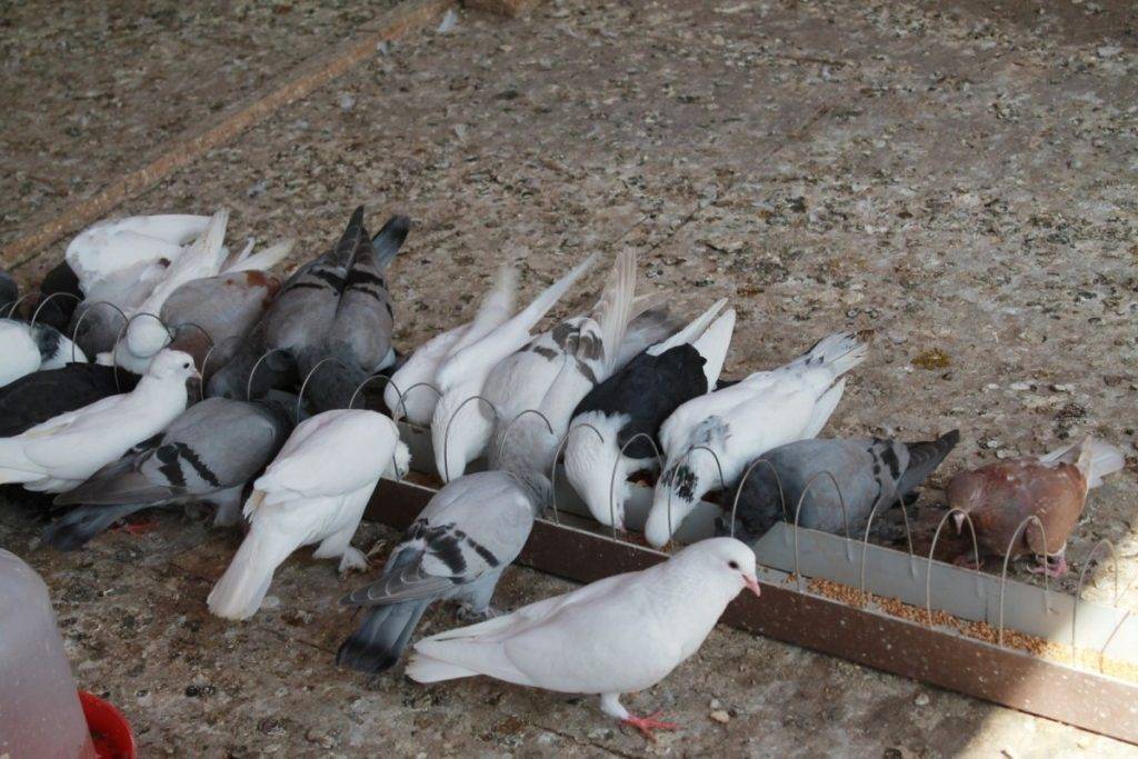 ᐉ чем кормить голубей в домашних условиях? - zoomanji.ru