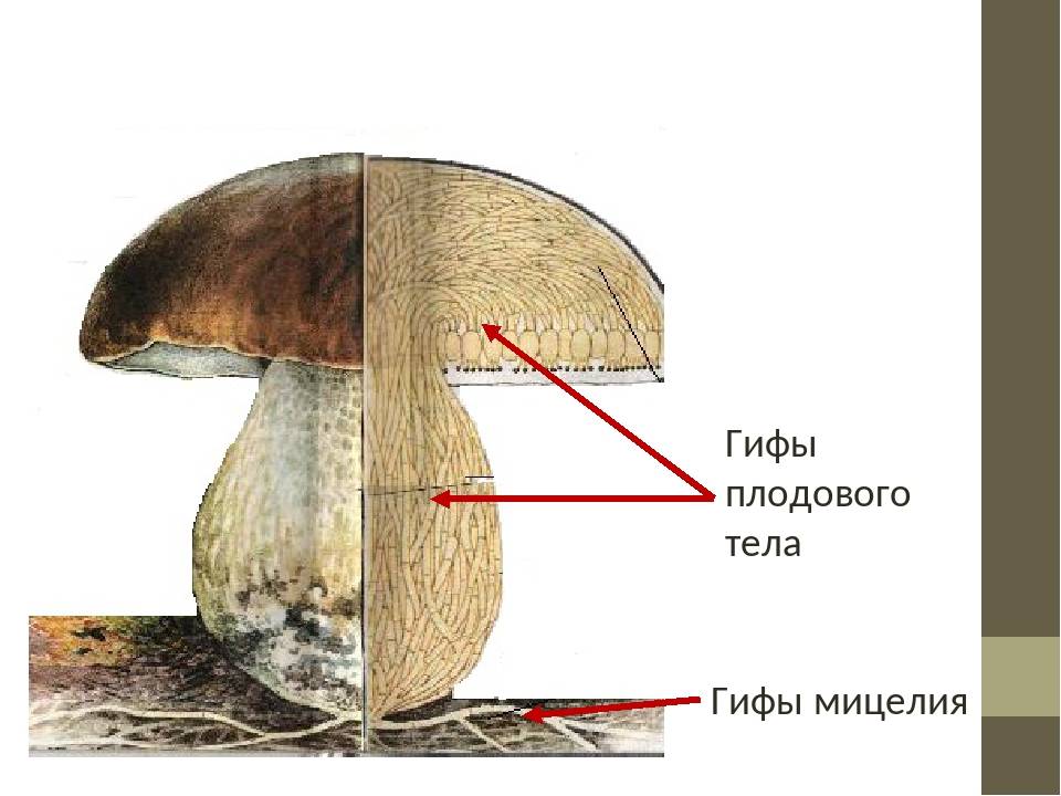 Из чего состоит белый гриб. Строение грибницы мицелия. Строение гриба с грибницей. Плодовое тело гриба мицелий. Строение плодового тела шляпочного гриба.
