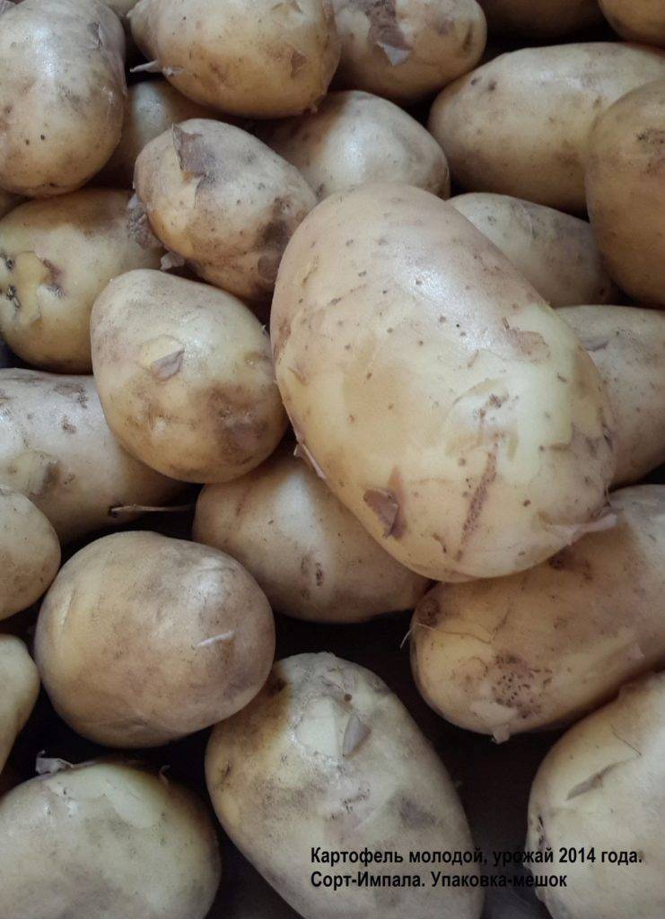 Картофель джувел: описание особенностей сорта, способы выращивания