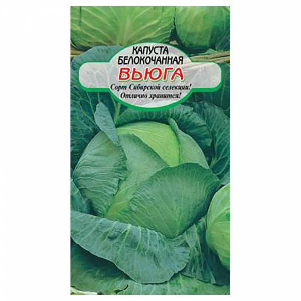 Капуста вьюга: описание и характеристика, достоинства и недостатки, выращивание и уход, фото