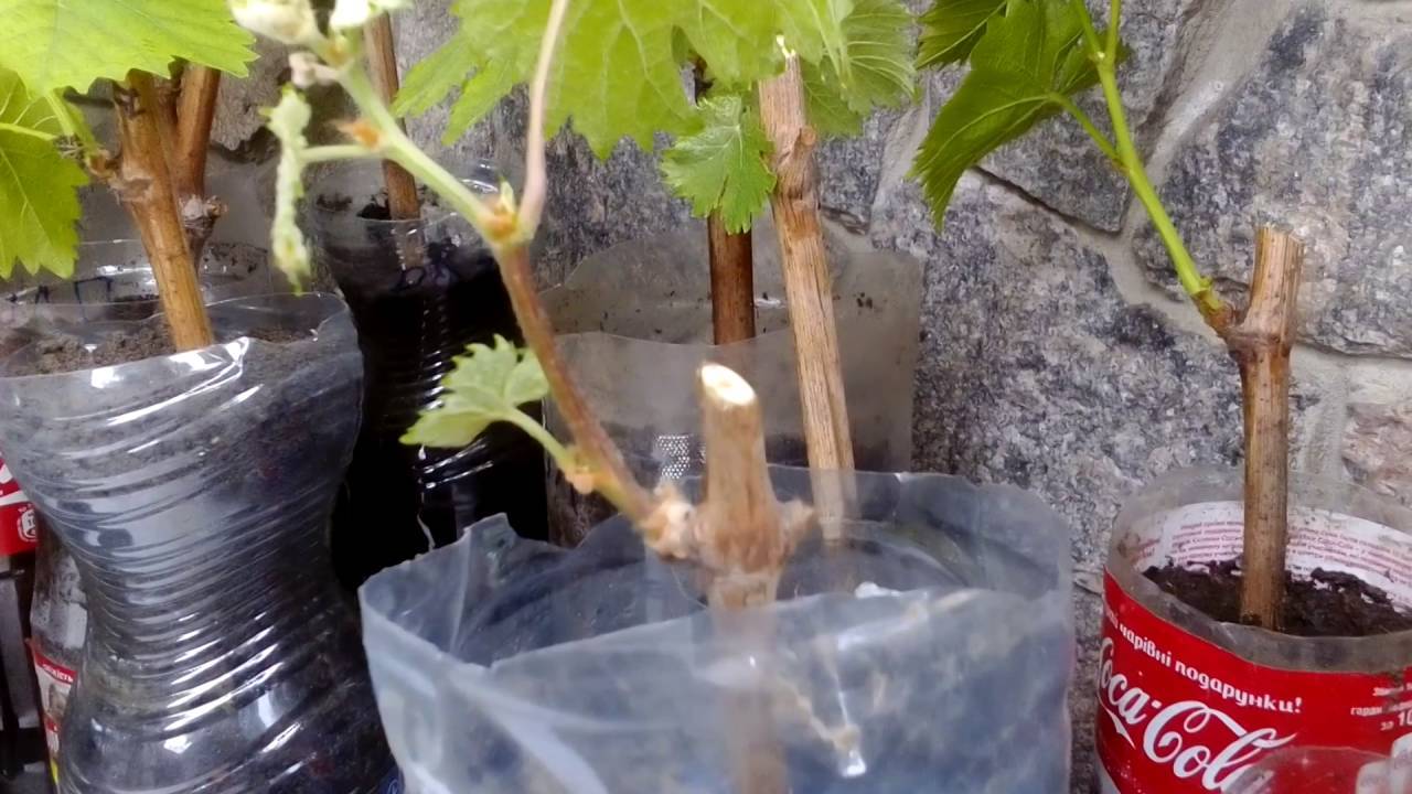 Всё про размножение винограда черенками: укоренение, посадка, уход и заготовление