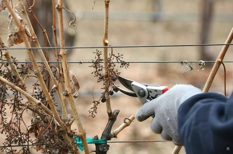 Обрезка винограда осенью: подготовка к зиме по всем правилам