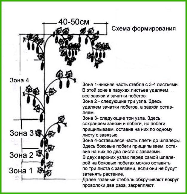 Формирование кабачков в открытом грунте схема