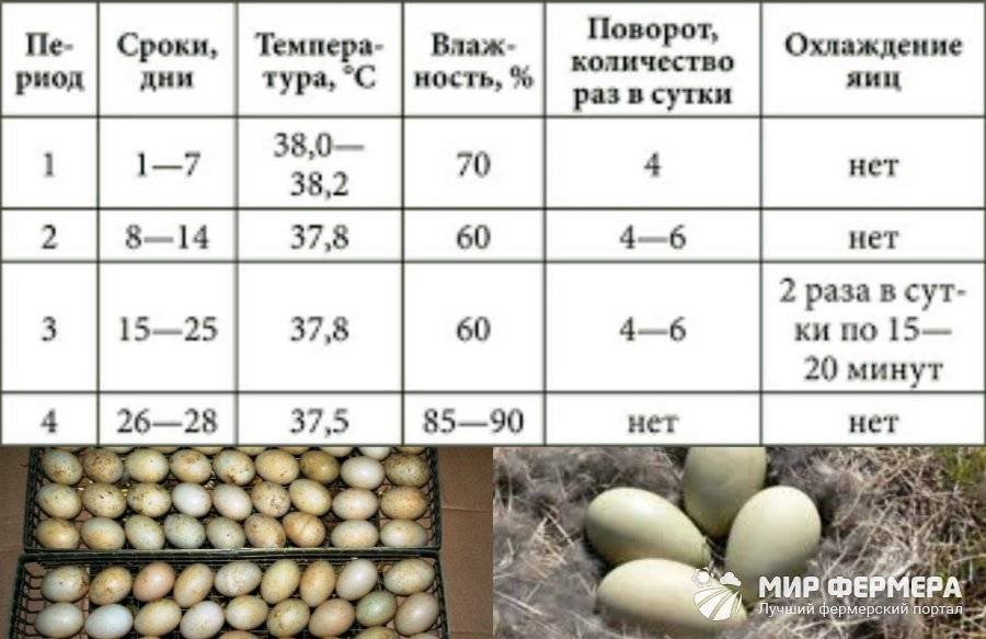 Сколько дней инкубируются яйца разных видов птиц