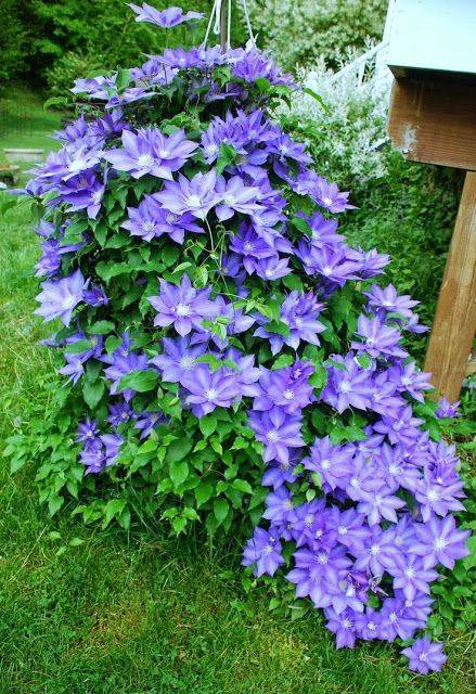 Клематис: посадка и уход, виды и сорта, фото.