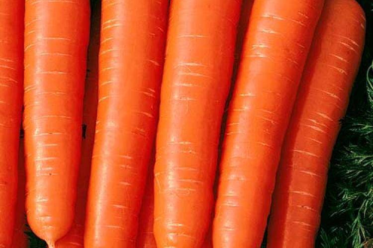 Лучшие сорта моркови для средней полосы. Морковь Мармеладная сорт. Морковь мармелад f1. Морковь Алтайская сахарная.