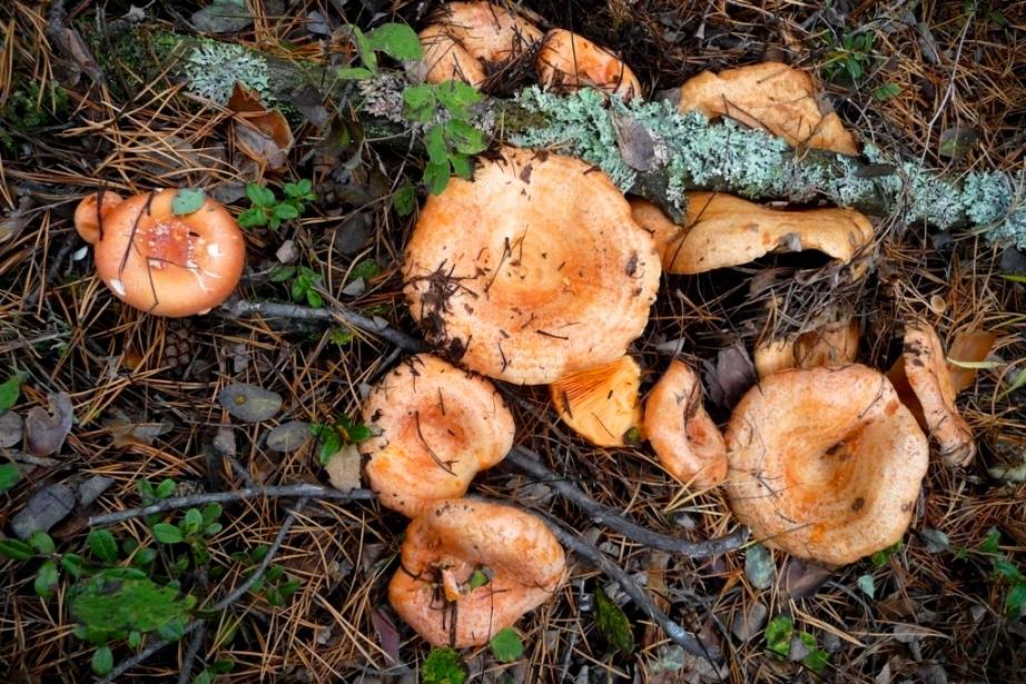 ✅ где и когда растут грибы рыжики, при какой температуре, когда собирать, сезон сбора в областях россии - tehnoyug.com