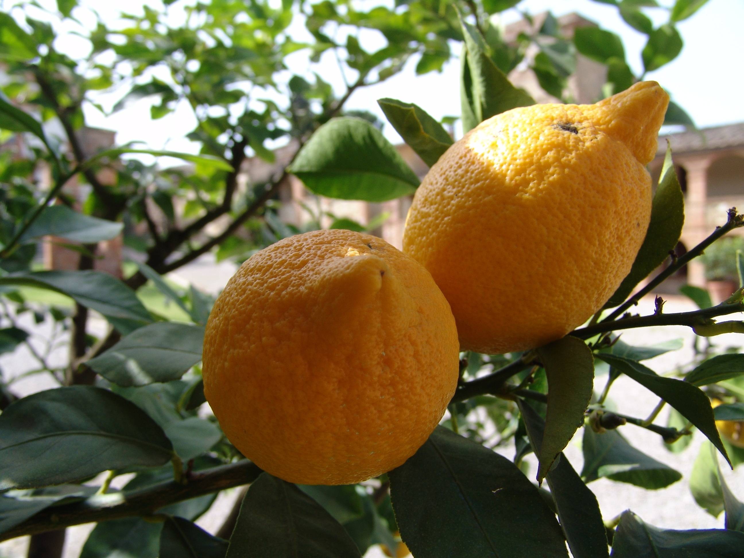Как прорастить семена апельсина: 11 шагов
