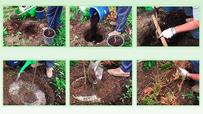 Абрикос: выращивание из косточки в домашних условиях, особенности для средней полосы и сибири | (фото & видео) +отзывы