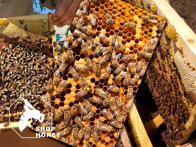 Весенние работы на пасеке: пересадка пчёл | пчеловодство | пчеловод.ком