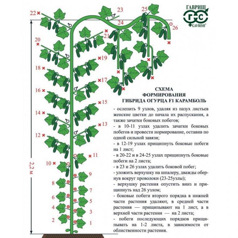 Как прищипывать перцы схема