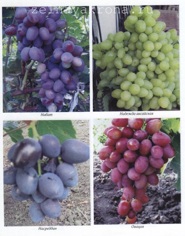 Описание винограда сорта надежда азос, правила выращивания и советы по уходу