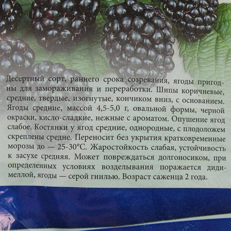 Ежевика "агавам": описание сорта, фото, отзывы