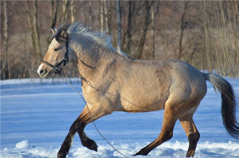 ᐉ башкирская лошадь - описание, характеристики, история - zooon.ru