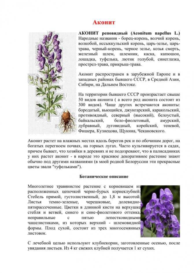 Аконит (борец): фото растения, выращивание и уход