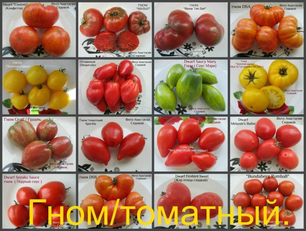 Томат новый большой гном: характеристики и описание сорта, урожайность, отзывы, фото