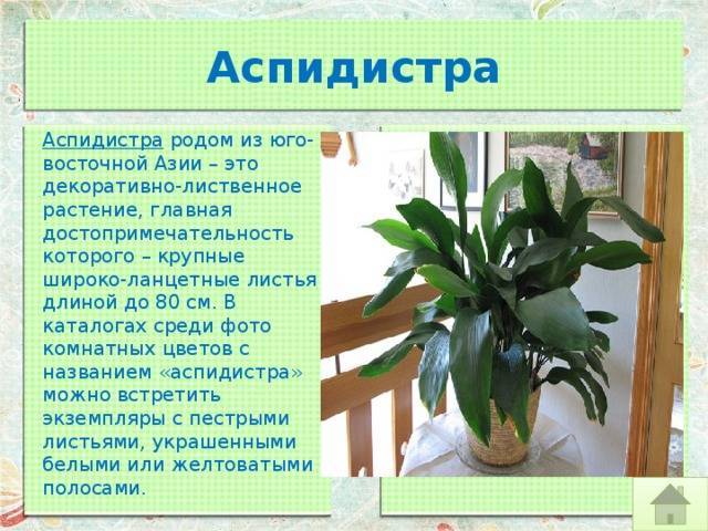 Цветок аспидистра или чугунное растение: 12 видов с фото