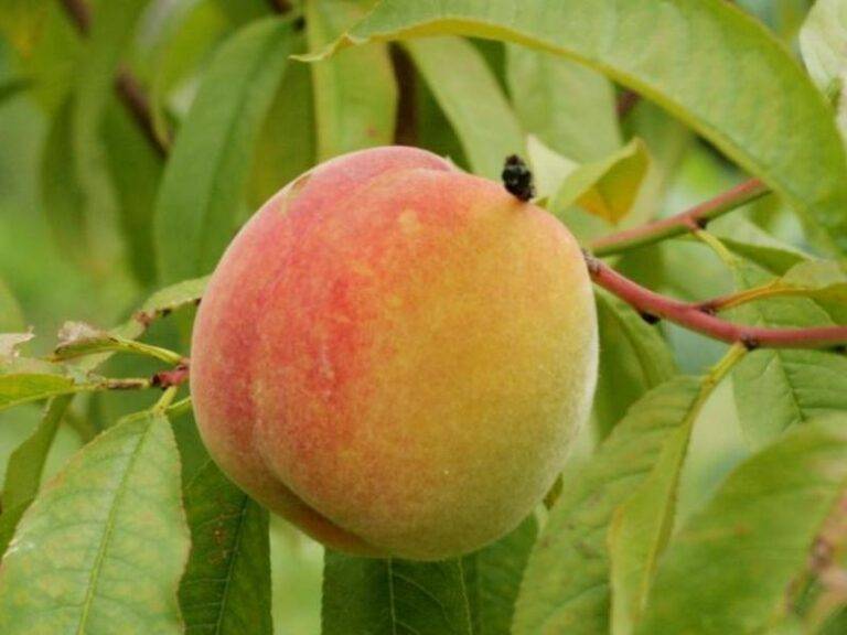 Персик золотая москва фото дерева