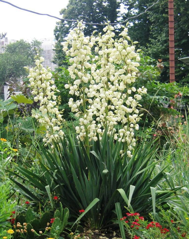 Садовая юкка (30 фото) – сорта, посадка и уход в открытом грунте, весной, подкормки для цветения