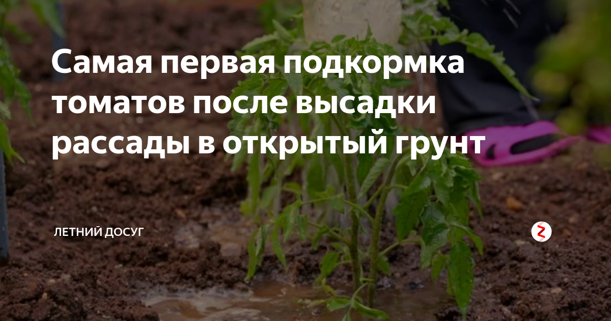 После высадки томатов в грунт. Удобрение томатов после высадки в грунт. Помидоры удобрения после посадки. Томаты рассада подкормки в открытом грунте. Первая подкормка рассады после высадки в грунт.