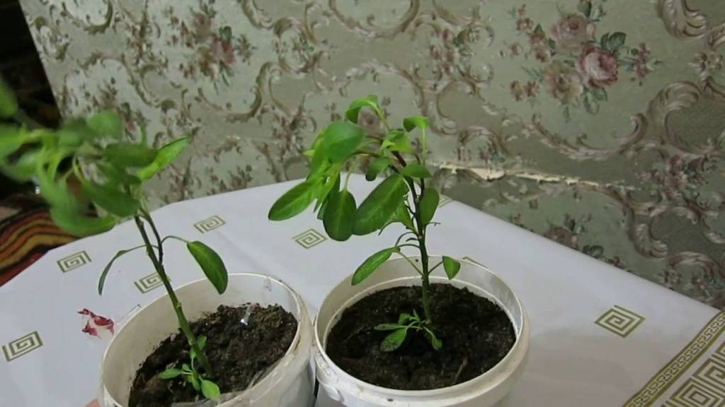 Выращивание пепино из семян в домашних условиях дынная груша посадка и уход в открытом грунте