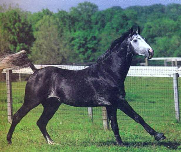 Голштинская лошадь – старая немецкая порода