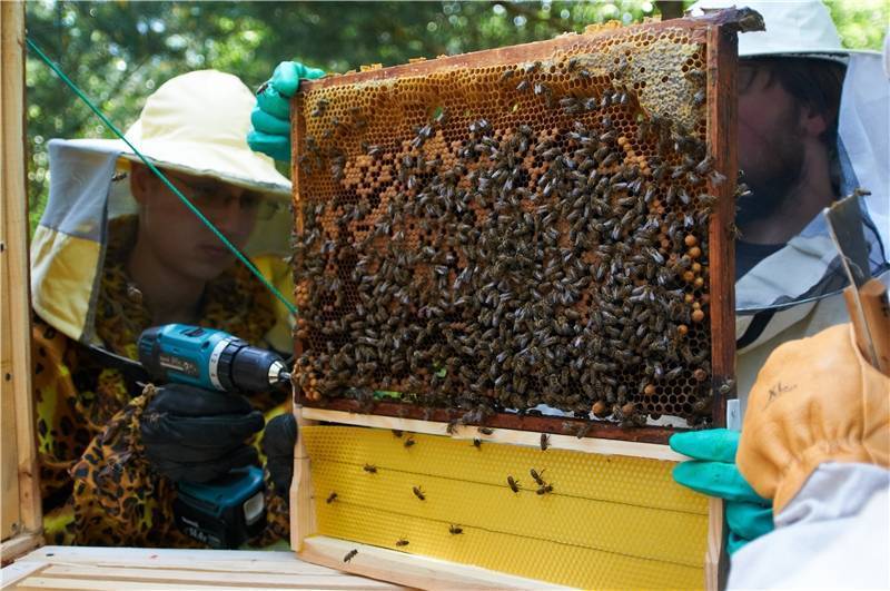 Где найти мёд и как построить пчелиный улей в valheim. как сделать пчёл счастливыми
