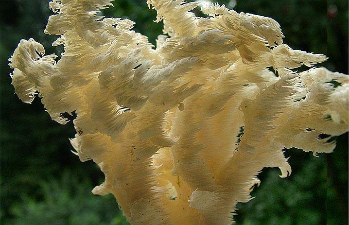 Коралловый гриб: ботаническое описание, распространение, разновидности + применение в косметологии, кулинарии и медицине