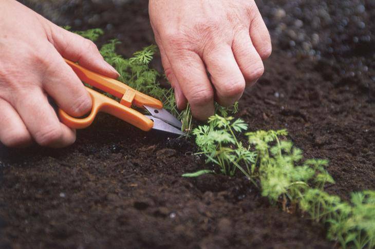 Как посадить морковь чтобы не прореживать: 4 лучших способа | — как лучше сажать морковь чтобы не прореживать — про огород