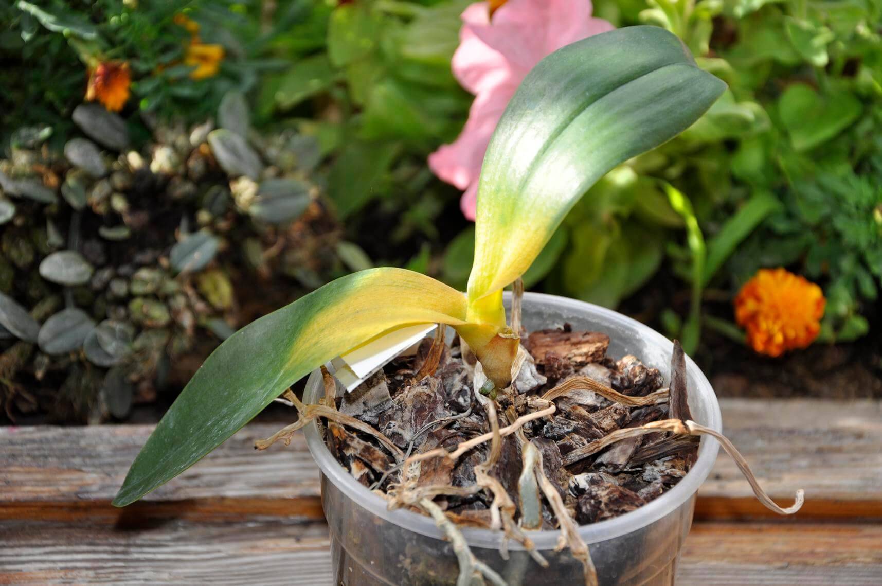 Гниль орхидей фаленопсис