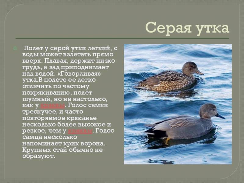 Серая утка - речные утки | некоммерческий учебно-познавательный интернет-портал зоогалактика