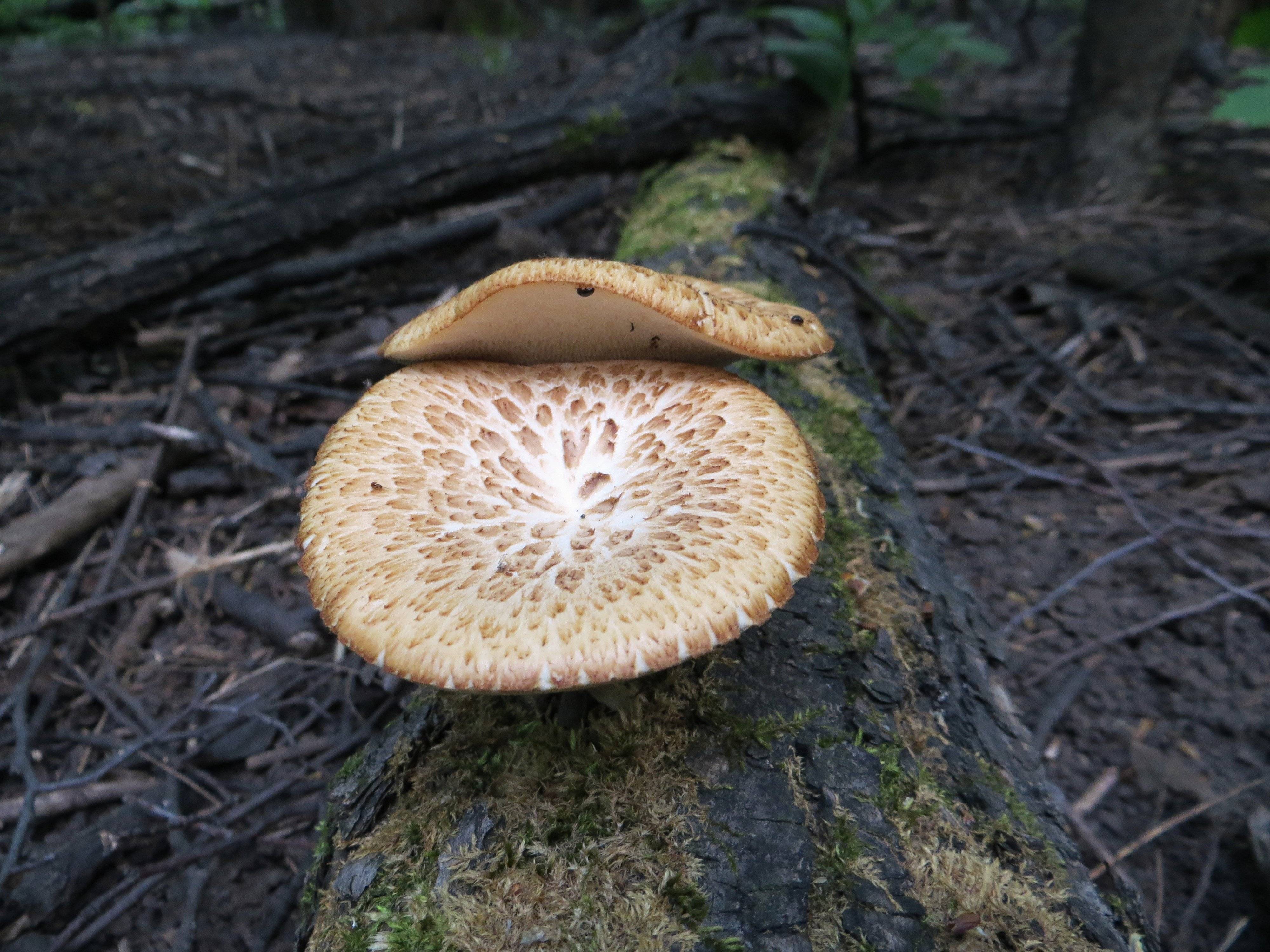 Какие грибы в мае. Трутовик чешуйчатый Polyporus squamosus. Трутовик Майский съедобные грибы. Трутовик Трихаптум еловый. Трутовик Майский.