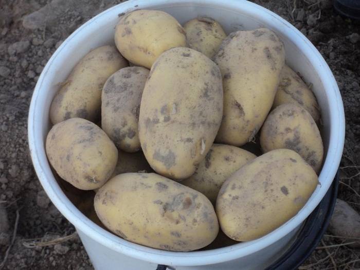 12 лучших сортов картофеля для средней полосы - рейтинг 2021