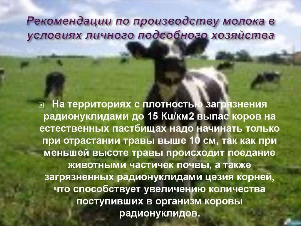 Разведение коров на молоко в россии как бизнес | cельхозпортал
