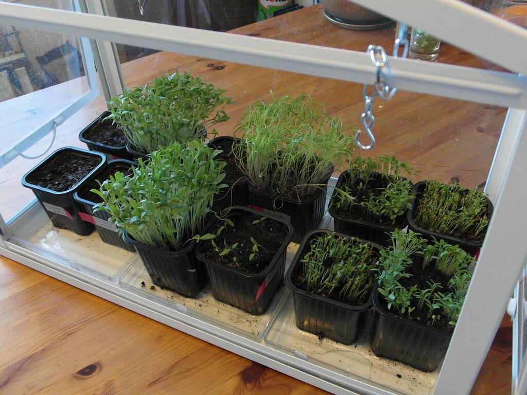 Как выращивать укроп на подоконнике: выбор почвы и семян, посадка, уход за зеленью в домашних условиях