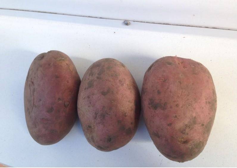 Характеристика картофеля Лабелла