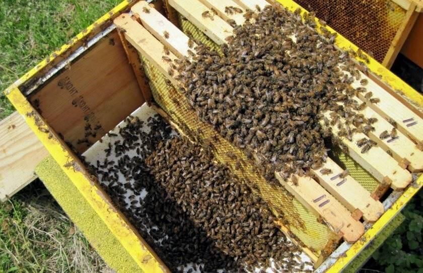 Советы по уходу за пчёлами весной