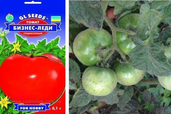 Таймыр – томат для выращивания в регионах с самым прохладным климатом