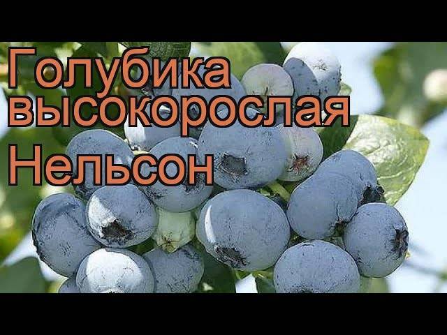 ✅ голубика высокорослая нельсон, описание сорта, фото, посадка и уход - tehnoyug.com