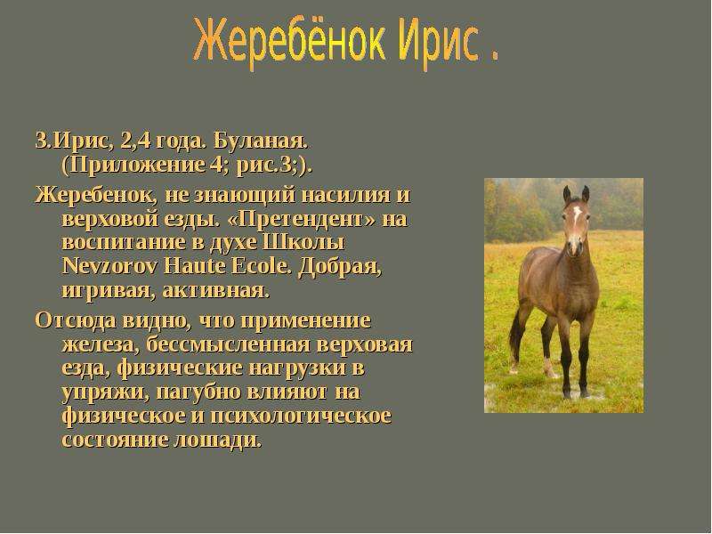 Случка и разведение породистых лошадей и коней