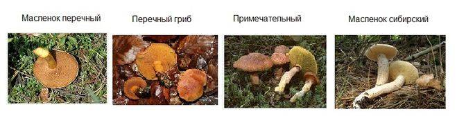 Ложный масленок – как отличить его от съедобного гриба?