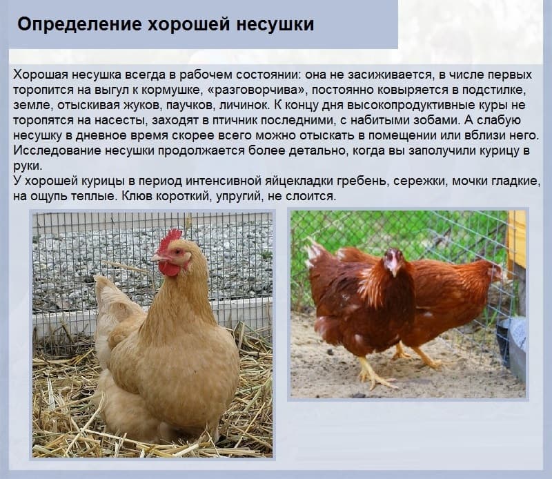 Нужен ли петух курам-несушкам: зачем его держать