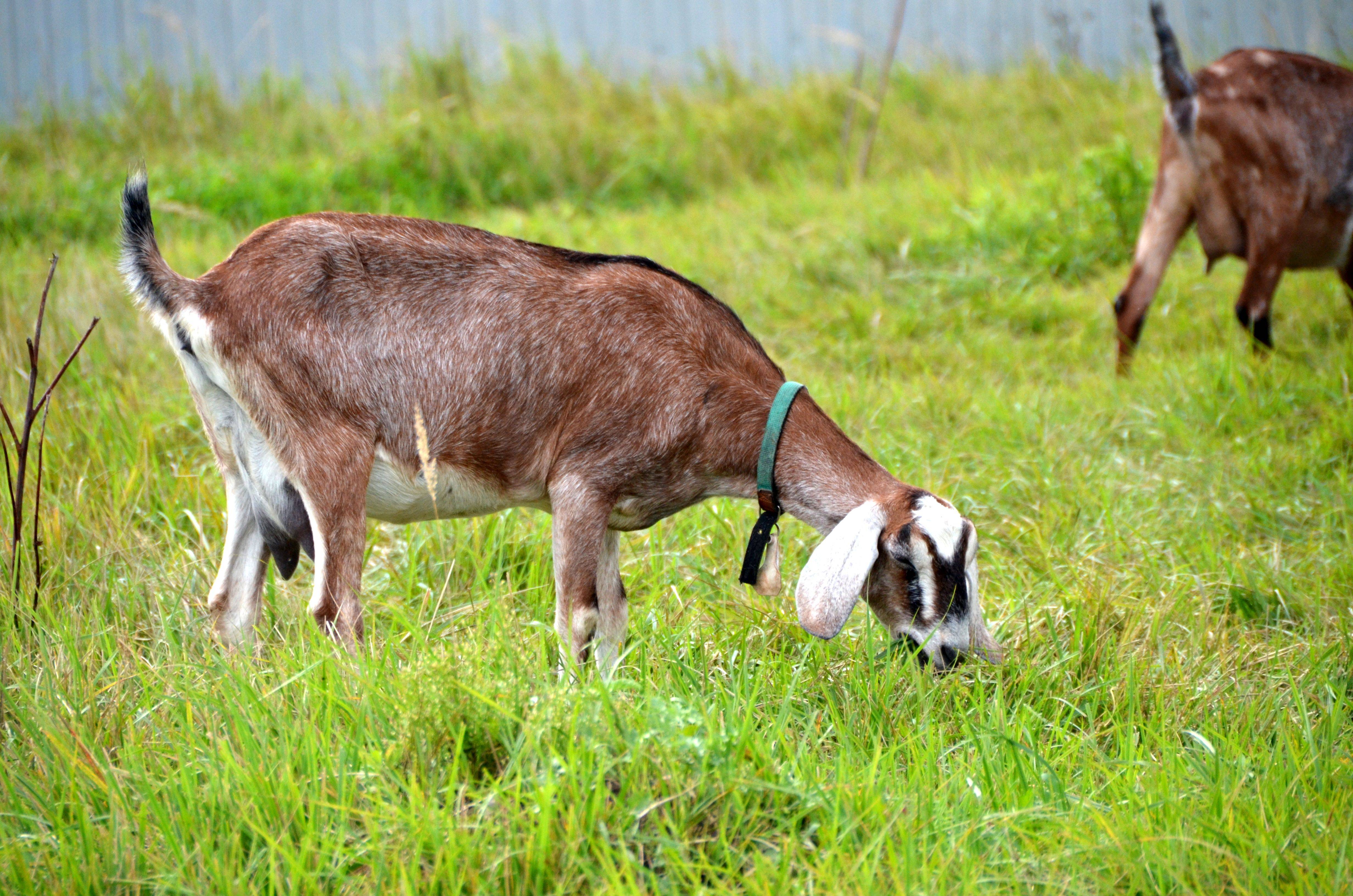 Англо-нубийские козы ? : важные особенности содержания и ухода, а также разведения