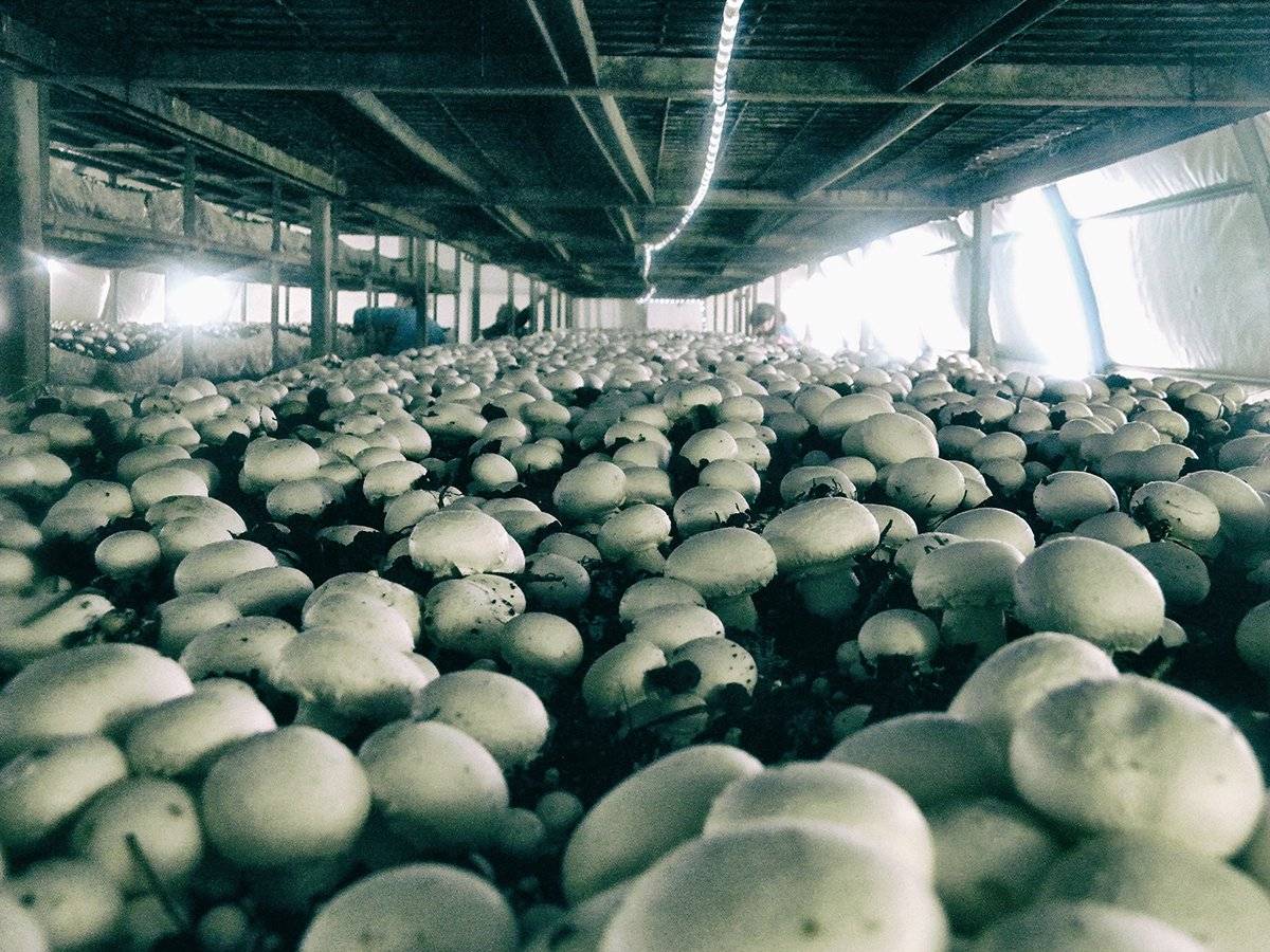 Выращивание грибов в теплице на даче круглый год: технология разведения