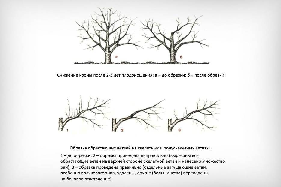 Обрезка сливы осенью: схема и инструкция для начинающих в картинках пошагово, видео